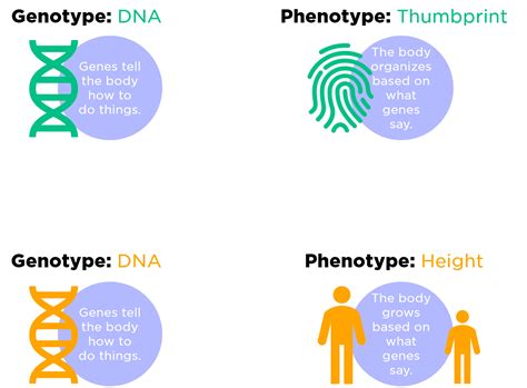 A Phenotype Is Best Described as