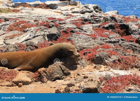 Sea lion resting on rocks stock photo. Image of plaza - 168202316