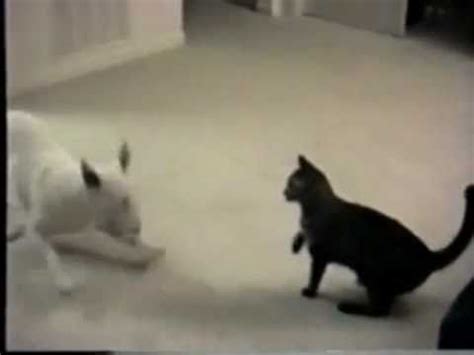 Crazy Cat Attacking Dog - YouTube