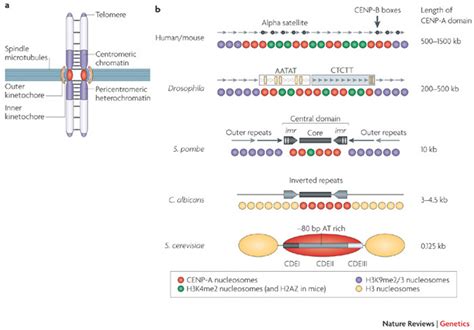 Centromere structure and organization. | Learn Science at Scitable