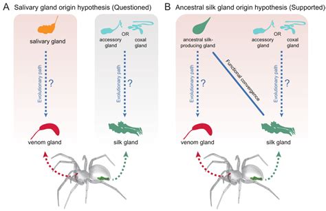 Hypotheses regarding the evolutionary derivation of spider venom ...