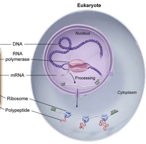 eukaryotic (polycistronic?) mRNA : r/Mcat