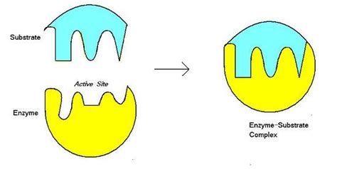 #18. Enzymes - active site, activation energy, enzyme specificity ...