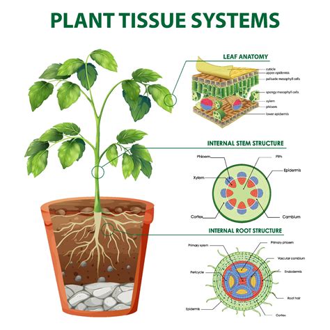 Ground Tissue System In Plants