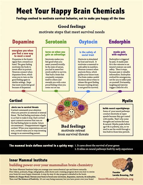 poster Meet Your Happy Brain Chemicals | The Inner Mammal Institute