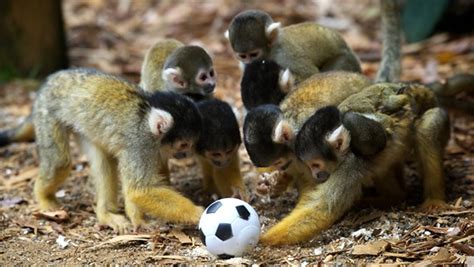 ¿Cuánto cobras?: ¿Monos jugando al fútbol?