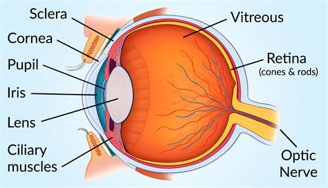 Vision and Eye Diagram: How We See