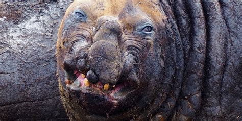 Ugly Animals: 15 Of The Ugliest Species, With Pics ☣️