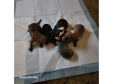 5 American Bandogge puppies available in - Puppies for Sale Near Me