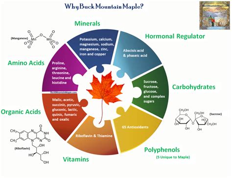 Nutritional Benefits of Maple Syrup – Buck Mountain Maple