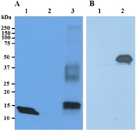 Western blot analysis of CTB protein. ( A ) The purified bacterial CTB ...