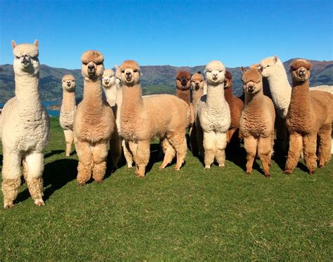 Alpaca Farm Tours - Shamarra…