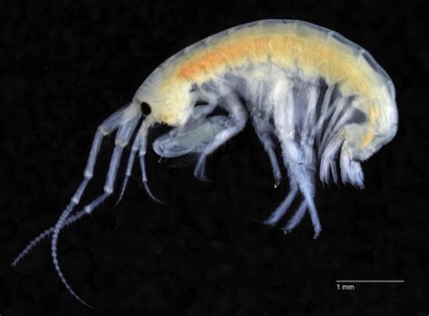 New amphipod species discovered at Georgia College - The Macon Newsroom