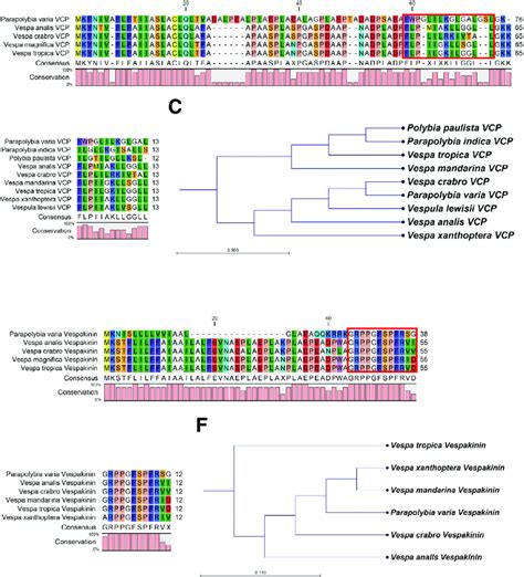 Amino acid sequence analysis of PvVCP and PvVespk. Amino acid sequence ...