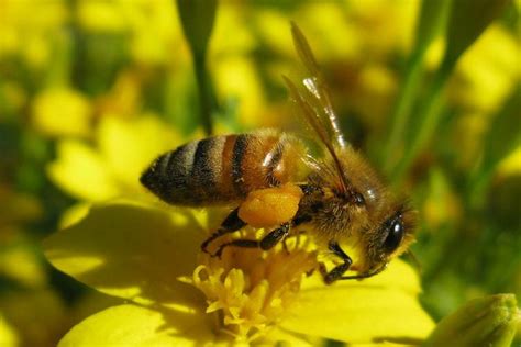 Les espèces et les milieux naturels | Nature Isère