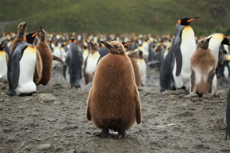 File:King Penguin Chick at Salisbury Plain (5719980176).jpg - Wikimedia ...