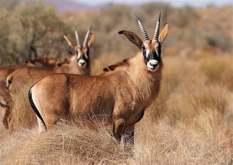 A group of roan antelope (Hippotragus equinus), the largest antelope ...