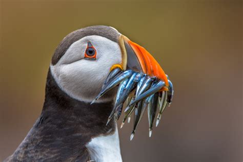 The Puffin in Iceland | Best time and places to see the Puffin in Iceland