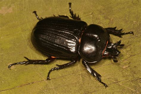 BEETLES OF EASTERN NORTH AMERICA: TRICERATOPS BEETLE | What's Bugging You?