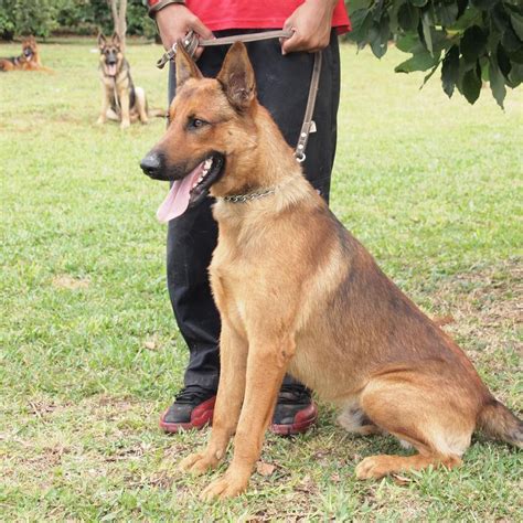 Belgian Malinois Info, Temperment, Care, Puppies, Pictures, Training