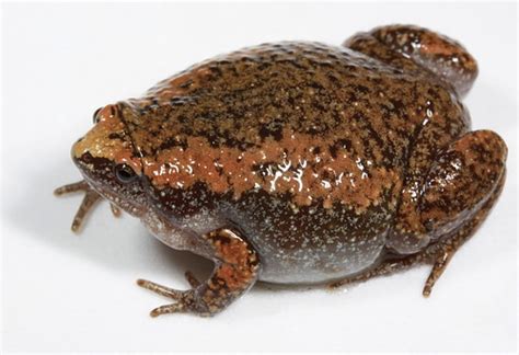 Narrowmouth Toads (Family Microhylidae) · iNaturalist.org