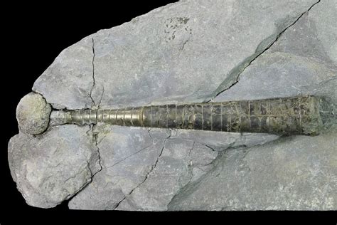 3.1" Pyritized Orthocerid Cephalopod (Michelinoceras) Fossil - Poland ...