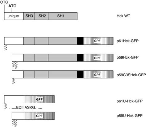 Schematic representation of Hck cDNA constructs. The wild-type Hck cDNA ...