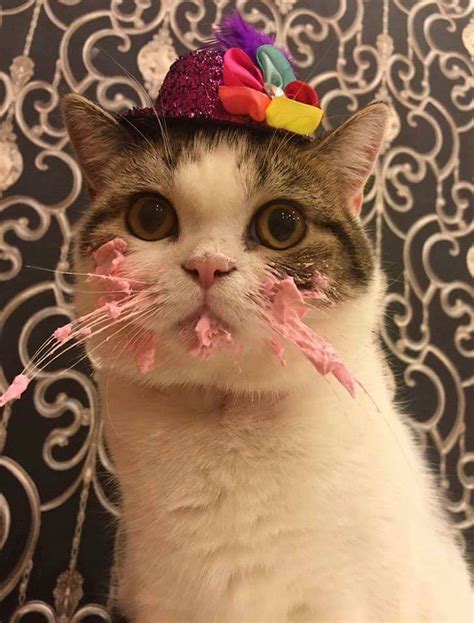 This Cat Eating A Cake On His Birthday Is Hilariously Adorable | Bored ...