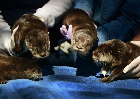 Beardsley Zoo's new baby otters make first public appearance