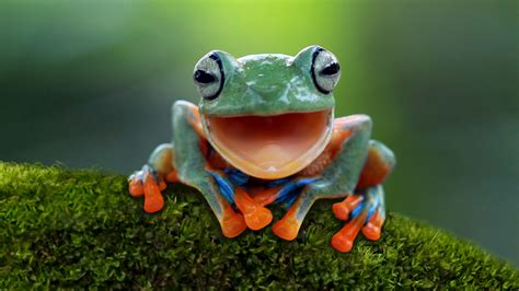 Why is a Frog an Amphibian? - AMPHIPEDIA