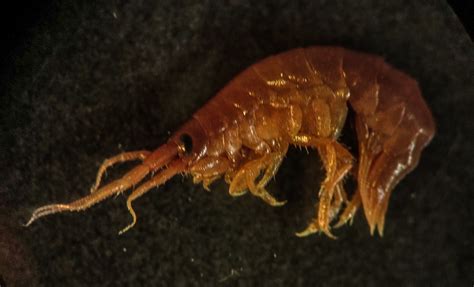 Can anyone identify the family/genus/sp. of this Antarctic amphipod?