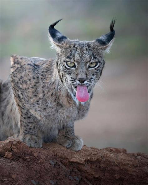 Iberianlynx - Tumblr Gallery