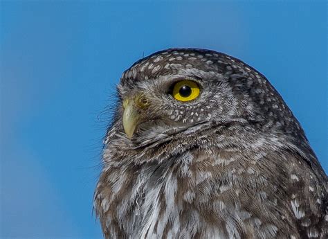 NeoVista Birding: Pygmy Owls and Desert Reptiles