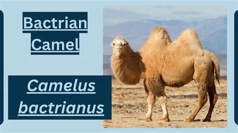 Bactrian Camel Animal Facts | Camelus bactrianus