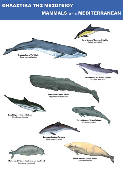 Marine Mammals Poster by kailor on DeviantArt