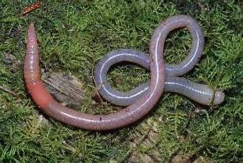 10 Interesting Segmented Worm Facts | My Interesting Facts