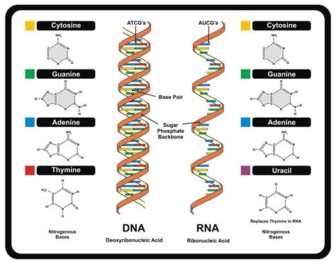 the structure of DNA and RNA Diagram | Quizlet