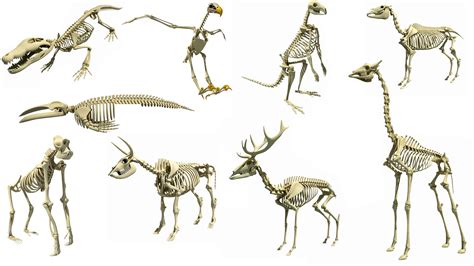 Resources For Animal Skeleton 3D Models – 3D Horse