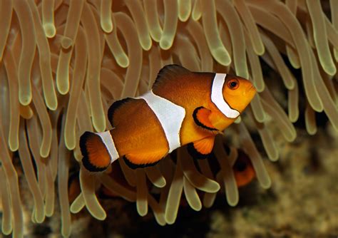 Anemone fish | Clownfish, Symbiosis & Reefs | Britannica