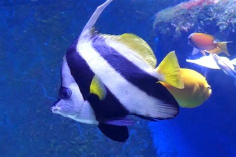 Cairns Aquarium Review - All You Need to Know