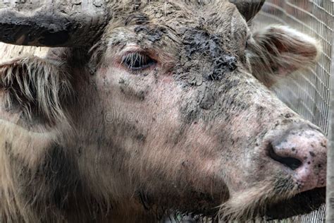 The Portrait of Dirty Cow, Thailand Stock Image - Image of horn, bull ...