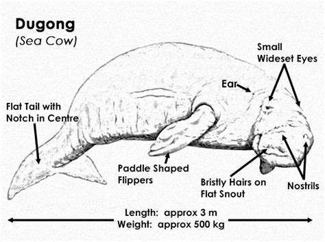 The Dugong » POI Australia