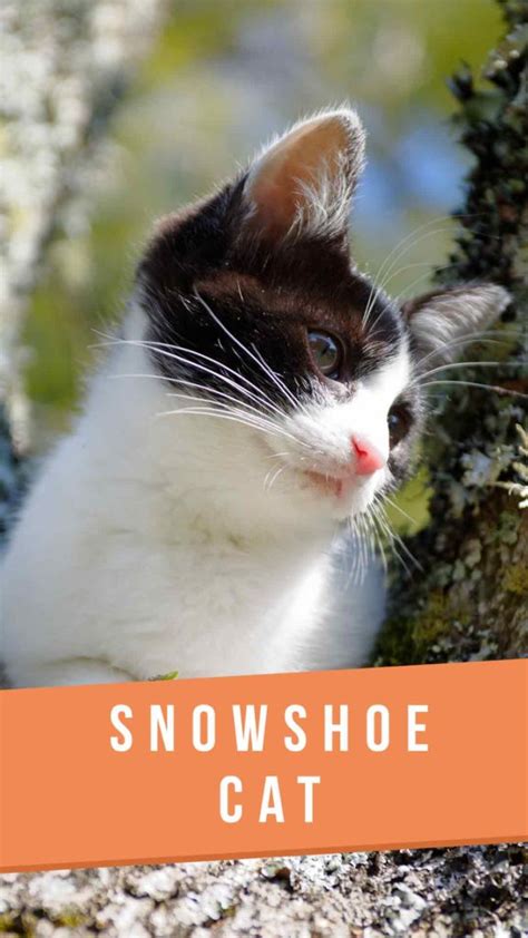 Snowshoe Cat Breed Information Center - A Complete Guide