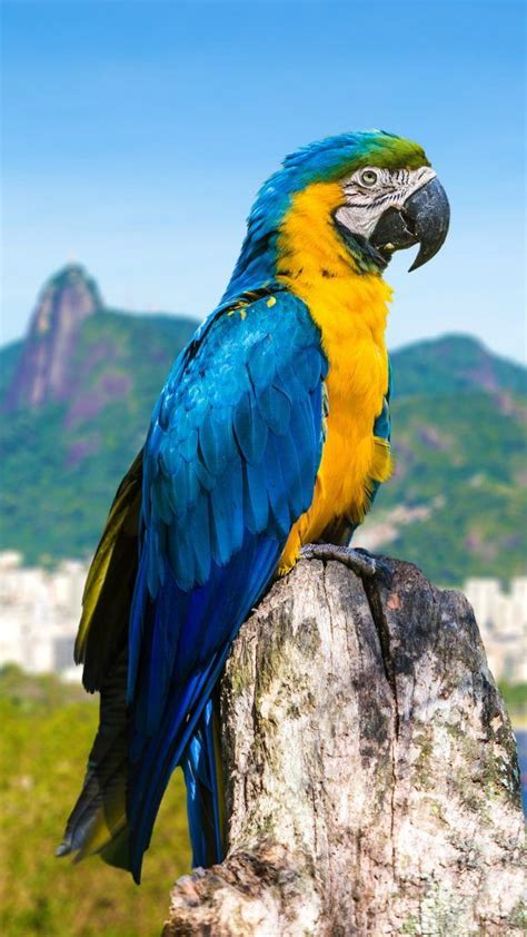 Blue and yellow macaw parrot in Rio de Janeiro, Brazil | Parrot, Macaw ...