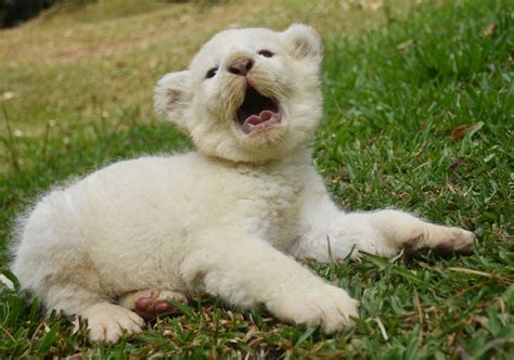 Pasuruan zoo welcomes birth of white lion cub - National - The Jakarta Post