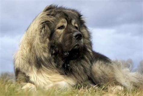 Russian Prison Dogs The Size Of Bears