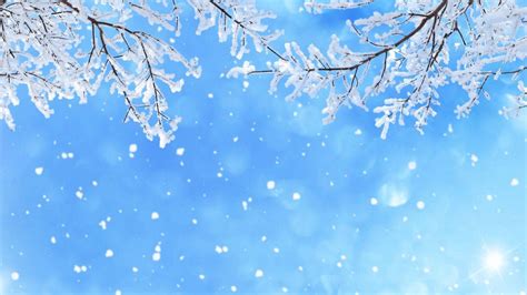 Download Enjoy the wintery beauty of snow-laden branches. Wallpaper ...