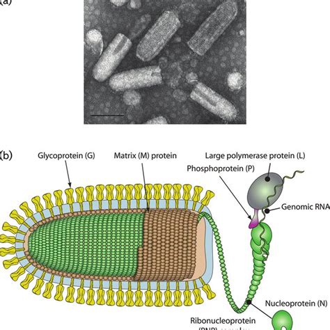 (a) Negative-contrast electron micrograph of vesicular stomatitis ...