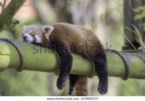 Sleeping Red Panda Ailurus Fulgens Funny Stock Photo 619884575 ...