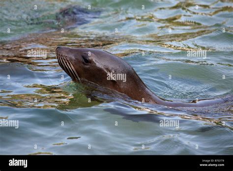 Swimming Sea Lion Stock Photo - Alamy